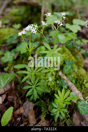 Waldmeister, Galium odoratum Ganze Pflanze im alten Wald Stockfoto