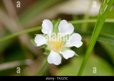 Karge Erdbeere - Potentilla Sterilis kleine weiße Blume Stockfoto