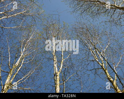Silver Birch Tree Tops mit blauen Himmel hinter Stockfoto