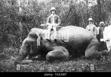 Kronprinz Wilhelm sitzt auf dem Rücken eines Elefanten getötet, während er durch Indien reisen. Stockfoto