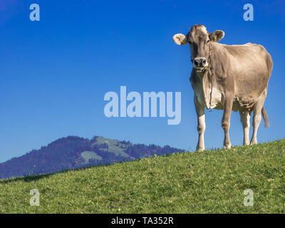 Kuh auf der Alp Stockfoto