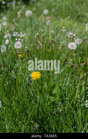 Die leuchtend gelbe Blüten und die 'Uhr' seedheads von Löwenzahn, Taraxacum officinalis, wachsen schnell in einem Rasen, der Schneiden Stockfoto