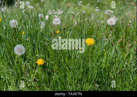 Die leuchtend gelbe Blüten und die 'Uhr' seedheads von Löwenzahn, Taraxacum officinalis, wachsen schnell in einem Rasen, der Schneiden Stockfoto