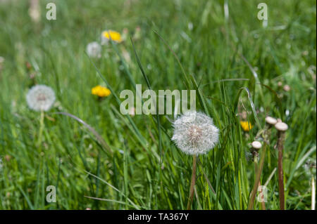 Die leuchtend gelbe Blüten und die 'Uhr' seedheads von Löwenzahn, Taraxacum officinalis, wachsen schnell in einem Rasen, der Schneiden Stockfoto