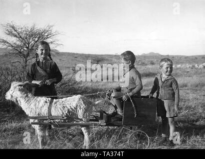 Drei deutsche Kinder mit einer Angoraziege und einen Wagen in der Nähe von Windhoek, in der ehemaligen deutschen Kolonie Deutsch Südwestafrika. Stockfoto