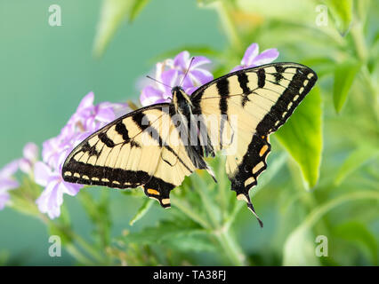 Tattered kanadischen Tiger Swallowtail butterfly (papilio canadensis) - Ansicht von oben Stockfoto