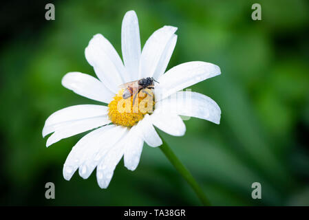 Ein nasser honey bee ruht auf einem daisy flower nach einem Regen Sturm Stockfoto