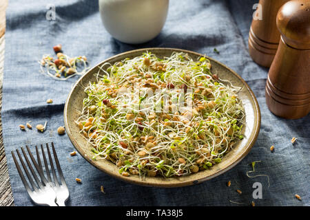 Raw Organic Bean Sprout Salat mit Linsen Stockfoto