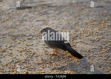 Indische Vögel. Dschungel Schwätzer (Turdoides Striata) Feeds auf Korn placers Stockfoto