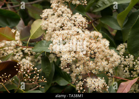 Attraktive Côte d'Ivoire, weiße Blüten von Red Robin, Photinia x fraseri, ein immergrüner Strauch wächst in kleine Baum, Blüte in der Mitte und Ende der Feder Stockfoto