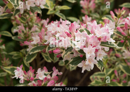 Weigela florida 'Variegata' viele attraktive rosa rosa Blüten auf Cremigem weiß umrandete Grün bunte Blätter Stockfoto