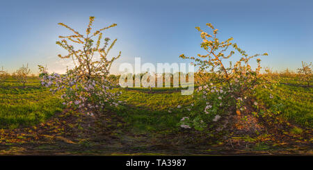 Sonnenuntergang in blühenden apple Garten voll Sphärische 360 von 180 Grad Panorama in equirectangular Projektion Stockfoto