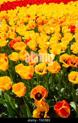Hintergrundbild von gelb und rot Frühling Tulpen Stockfoto