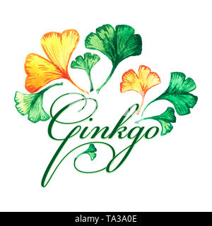 Das Logo mit Ginkgo Biloba Blätter. Aquarell Stockfoto