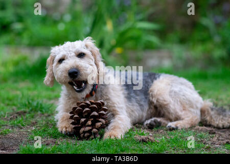 Haarige Welpe Hund kauen, auf Gras außerhalb liegend Stockfoto