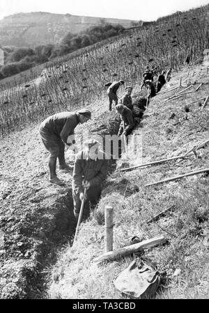 Mitglieder der Freiwilliger Arbeitsdienst - Freiwillige Arbeit Service (FAD) machen einen Graben (vermutlich ein Entwässerungsgraben) auf einem Feld (Undatiertes Foto). Stockfoto