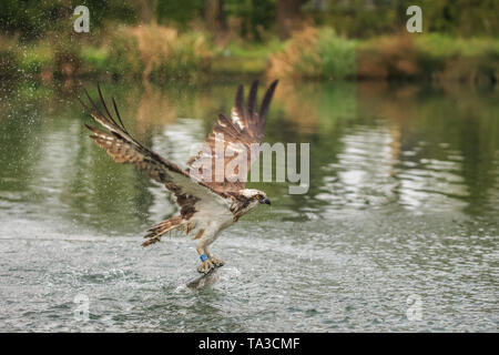 Der fischadler oder genauer der westlichen Osprey - auch "Sea Hawk, Fluss hawk und Fish Hawk - ist eine Tagaktive, Fisch-essen Raubvogel. Stockfoto