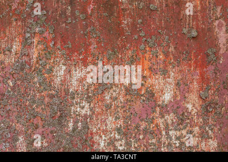 Eisenblech mit alten Rot über weiße Farbe und Flechten. Stockfoto
