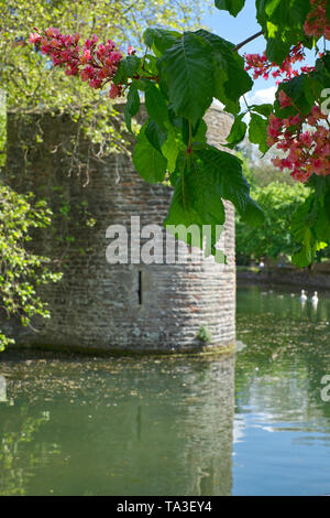 Blühende rote Rosskastanie Baum an den Bischofspalast, Wells, Somerset, Großbritannien Stockfoto