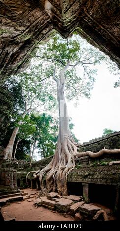 Angkor Wat, Kambodscha - 4. November 2011: Einrichtung der Ruinen von Angkor Wat. Stockfoto