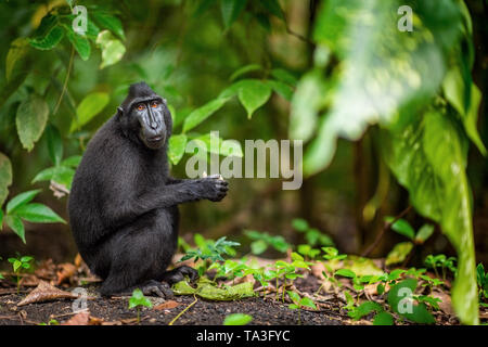 Der celebes Crested macaque im Wald. Crested schwarzen Makaken, Sulawesi crested Makaken, oder den schwarzen Affen. Natürlicher Lebensraum. Insel Sulawesi. Indon Stockfoto