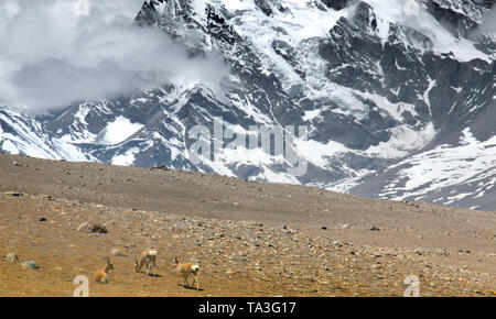 Tibetische Antilopen in der Nähe von Gurudongmar See. Stockfoto