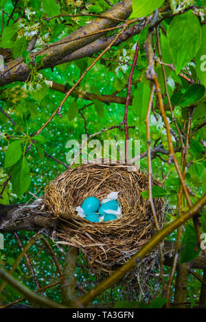 American Robin (Turdus migratorius) mit blaue Eier im Frühjahr Schnee Blüte Crabapple tree. Weißen Blütenblättern fiel in das Nest. Castle Rock Colorado USA. Stockfoto