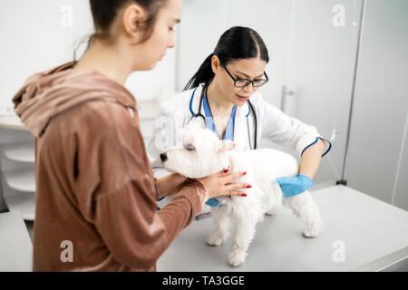 Pflege pet Gefühl besetzt, während die kleinen weißen Hund Stockfoto