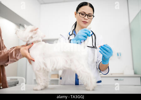 Dunkelhaarige Tierarzt tragen weiße Fell Prüfung kleiner Hund Stockfoto