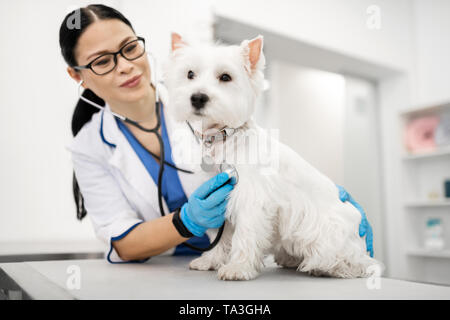 Vet Prüfung der niedlichen kleinen weißen Hund steht auf dem Tisch Stockfoto