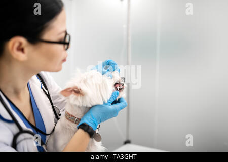 Weißer Hund zeigt ihre Zähne, während in der Nähe von Tierarzt stehend Stockfoto