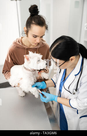 Tierarzt die Blutprobe von weißen Hund in der Nähe von seinem Besitzer Stockfoto