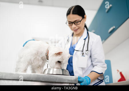 Weißer Hund steht auf dem Tisch und essen in der Nähe von Tierarzt Stockfoto