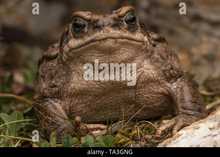 Die warzige Kröte (Rhinella spinulosa) von den hohen Anden von Peru, diese Spezies ist rückläufig aufgrund der chytrid Pilz. Stockfoto