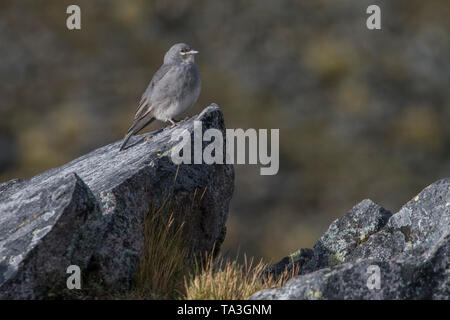 Ein weißes geflügeltes diuca Finch oder Glacier Vogel (Diuca speculifera) ist eine der höchsten nistende Vögel in der Welt und die einzige Spezies zu nisten auf Eis. Stockfoto