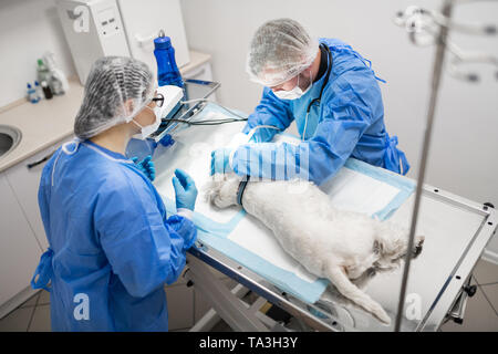 Frau in Gläser, professionelle Tierarzt Zahnarzt Betriebssystem Hund Stockfoto