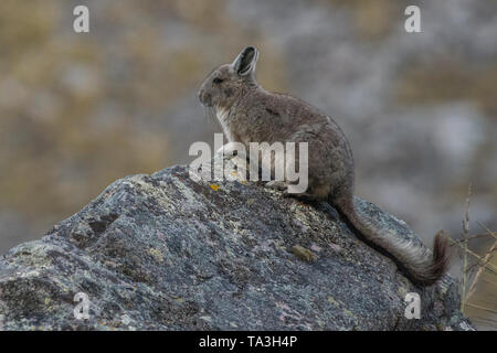 Northern viscacha (Lagidium peruanum) von hoch in den Anden im Süden von Peru. Es überwacht die Bedrohungen von oben auf einem hohen Felsen. Stockfoto