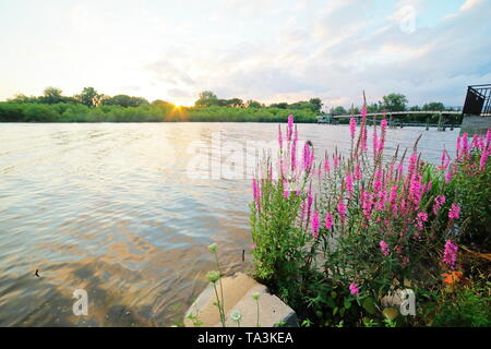 Blutweiderich auf einem städtischen Fluss Küste Stockfoto