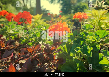 Low Level Foto von mehreren Zurück leuchtet orange Geranien Stockfoto