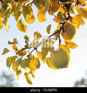 Abendsonne auf Pear Tree Zweig vor blauem Himmel Stockfoto