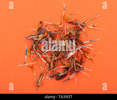 Stapel der Ringelblume trockene Samen (Mexikanische Ringelblume, Aztec Ringelblume, afrikanische Ringelblume) auf farbigen Hintergrund. Tagetes erecta. Daisy-Familie. Stockfoto