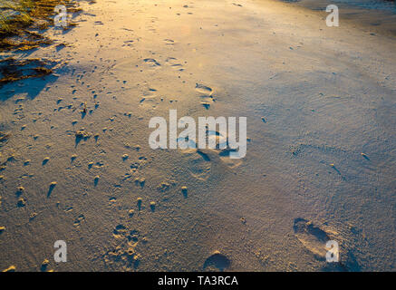 Spuren im Sand in Apalachicola Stockfoto