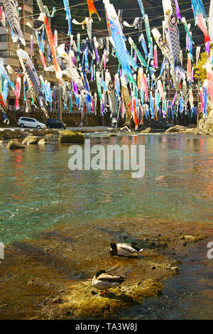 Tsuetate-Onsen Hot Springs Koinobori (Carp Streamer) Festival, Präfektur Kumamoto, Japan Stockfoto