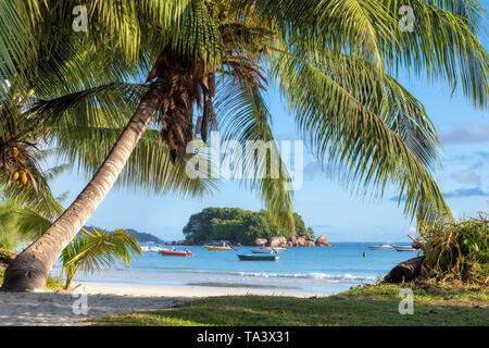 Sandstrand mit Palmen und einem Segelboote im türkisblauen Meer auf der Insel Praslin, Seychellen. Stockfoto