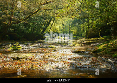 Frisches Grün Kikuchi Schlucht, Präfektur Kumamoto, Japan Stockfoto