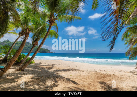 Coco Palms und das türkisfarbene Meer in Paradise Beach. Stockfoto