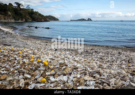 Tausende von leeren Schalen von gegessen Austern auf Meeresboden in Cancale, berühmt für Auster Betriebe verworfen. Bretagne, Frankreich Stockfoto