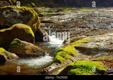 Frisches Grün Kikuchi Schlucht, Präfektur Kumamoto, Japan Stockfoto