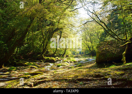 Frisches Grün Kikuchi Schlucht, Präfektur Kumamoto, Japan Stockfoto