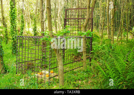 Wildschwein trap Stockfoto